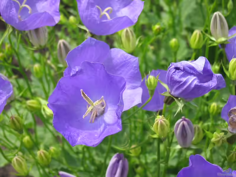 Campanula carpatica im Garten pflanzen (Einrichtungsbeispiele mit Karpaten-Glockenblume)