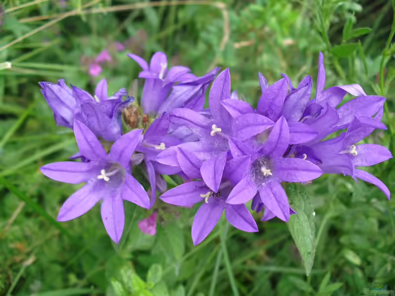 Campanula glomerata im Garten pflanzen (Einrichtungsbeispiele mit Knäuel-Glockenblume)