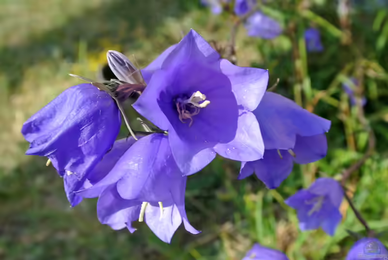 Campanula persicifolia im Garten pflanzen (Einrichtungsbeispiele mit Pfirsichblättrige Glockenblume)