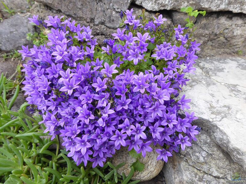 Campanula portenschlagiana im Garten pflanzen (Einrichtungsbeispiele mit Dalmatiner Glockenblume)