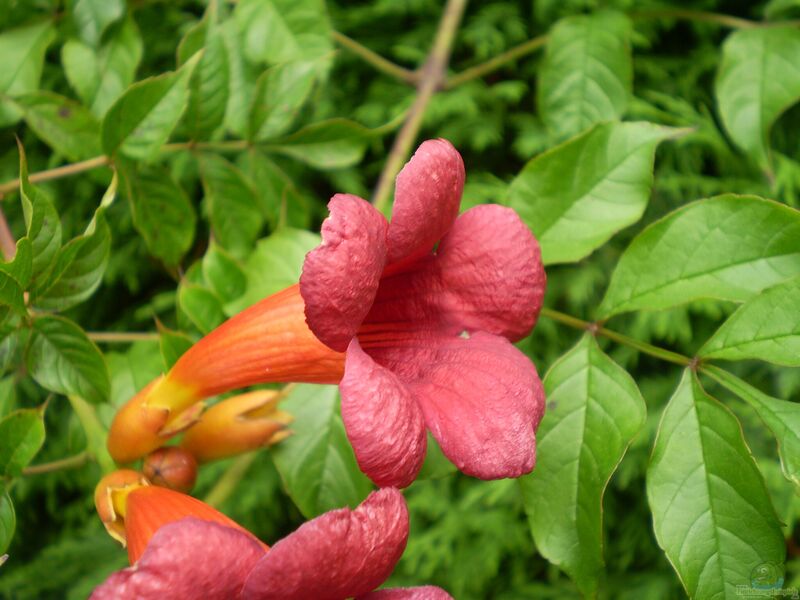 Campsis radicans im Garten pflanzen (Einrichtungsbeispiele mit Amerikanische Klettertrompete)