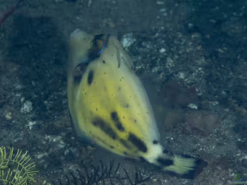 Cantherhines fronticinctus im Aquarium halten (Einrichtungsbeispiele für Weißbürzel-Feilenfisch)