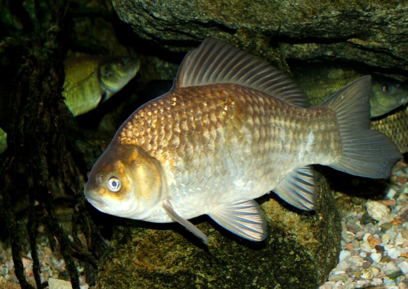 Carassius carassius im Gartenteich halten (Einrichtungsbeispiele mit Karauschen)