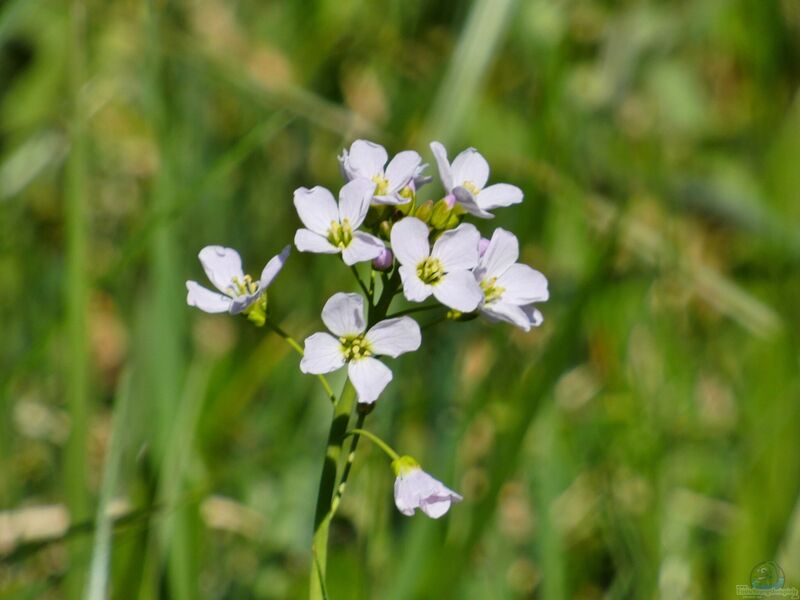 Cardamine pratensis im Garten pflanzen (Einrichtungsbeispiele mit Wiesen-Schaumkraut)