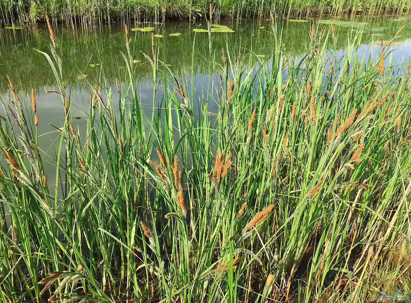 Carex acuta am Gartenteich (Einrichtungsbeispiele mit Spitze Segge)