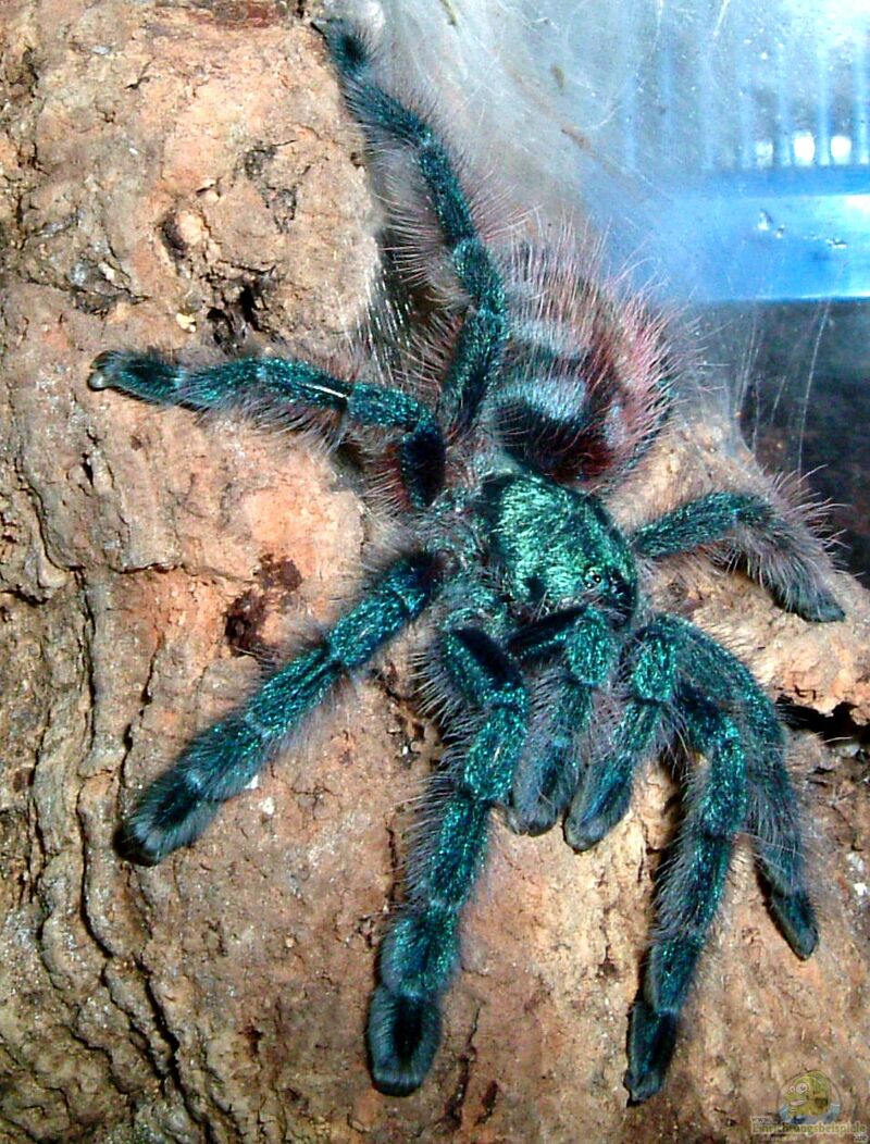 Caribena versicolor im Terrarium halten (Einrichtungsbeispiele für Martinique-Baumvogelspinne)