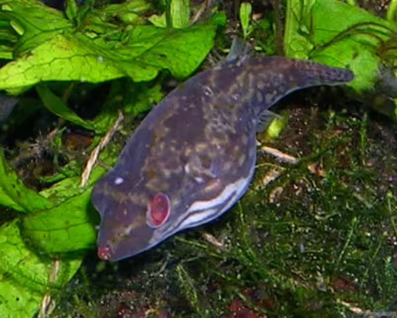 Carinotetraodon irrubesco im Aquarium halten (Einrichtungsbeispiele für Rotschwanzkugelfisch)
