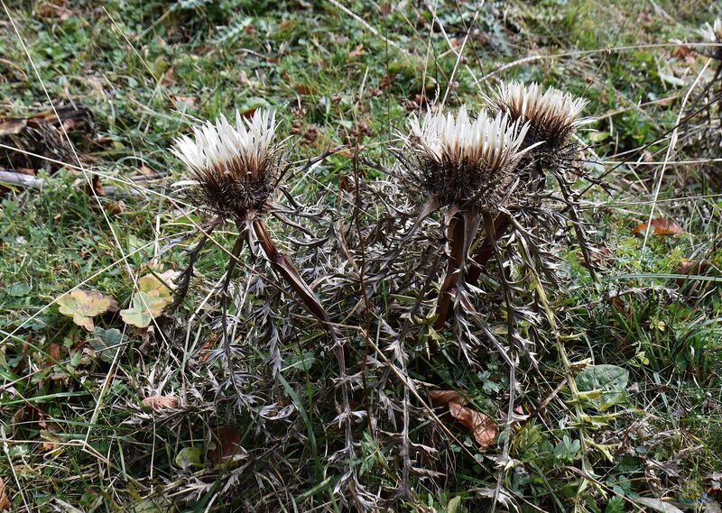 Carlina acaulis im Garten pflanzen (Einrichtungsbeispiele mit Silberdistel)