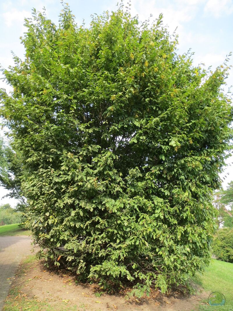 Carpinus betulus im Garten pflanzen (Einrichtungsbeispiele mit Hainbuchen)