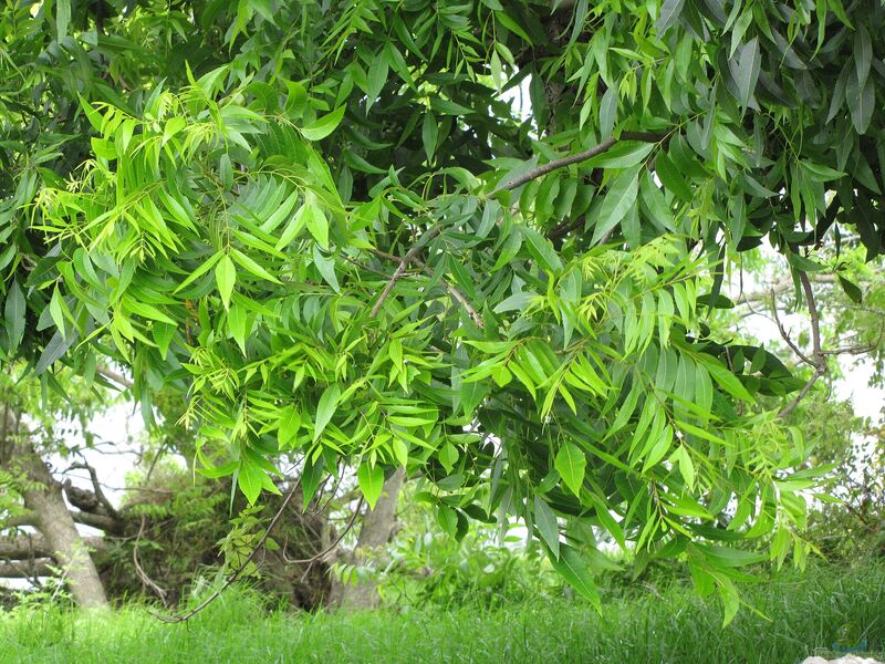 Carya illinoinensis im Garten pflanzen (Einrichtungsbeispiele mit Pekannussbaum)