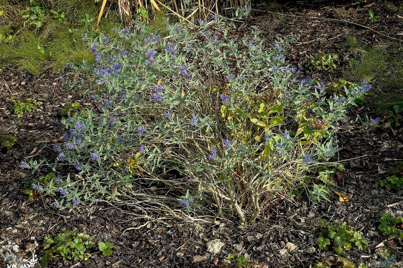 Caryopteris clandonensis im Garten pflanzen (Einrichtungsbeispiele mit Bartblume)