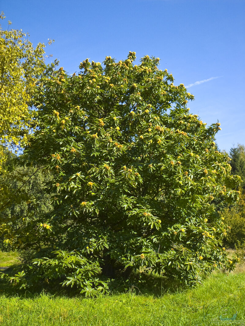 Castanea sativa im Garten pflanzen (Einrichtungsbeispiele mit Edelkastanie)