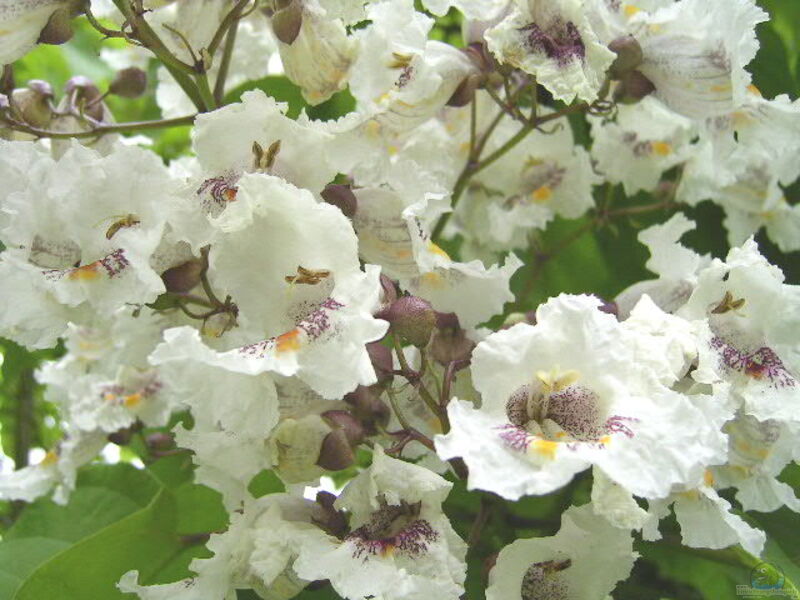 Catalpa bignonioides im Garten pflanzen (Einrichtungsbeispiele mit Gewöhnlicher Trompetenbaum)