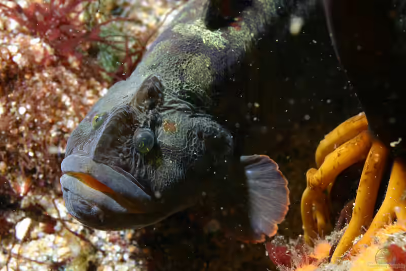 Cebidichthys violaceus im Aquarium halten (Einrichtungsbeispiele für Stachelrücken)