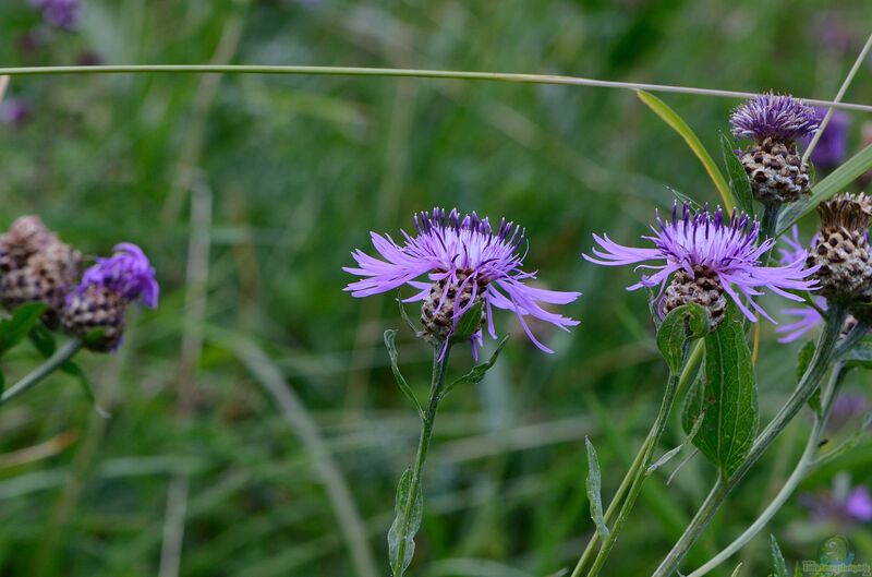 Centaurea jacea im Garten pflanzen (Einrichtungsbeispiele mit Wiesen-Flockenblume)