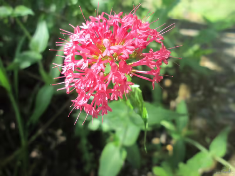 Centranthus ruber im Garten pflanzen (Einrichtungsbeispiele mit Rote Spornblume)