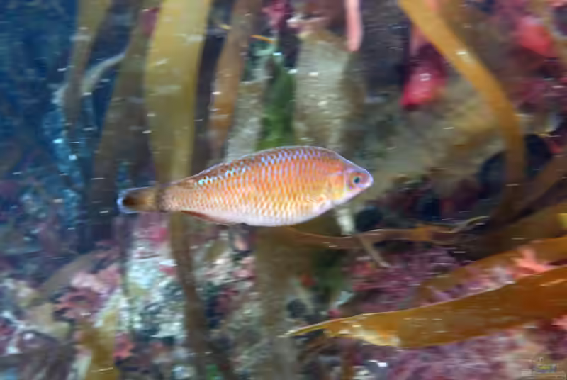 Centrolabrus exoletus im Aquarium halten (Einrichtungsbeispiele für Kleinmäuliger Lippfisch)