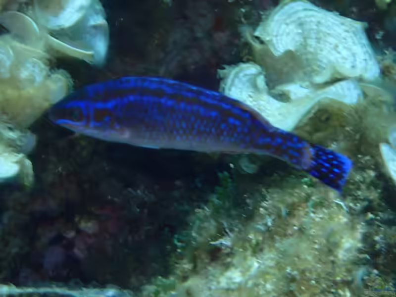 Centrolabrus melanocercus im Aquarium halten (Einrichtungsbeispiele für Mittelmeer Putzerlippfisch)