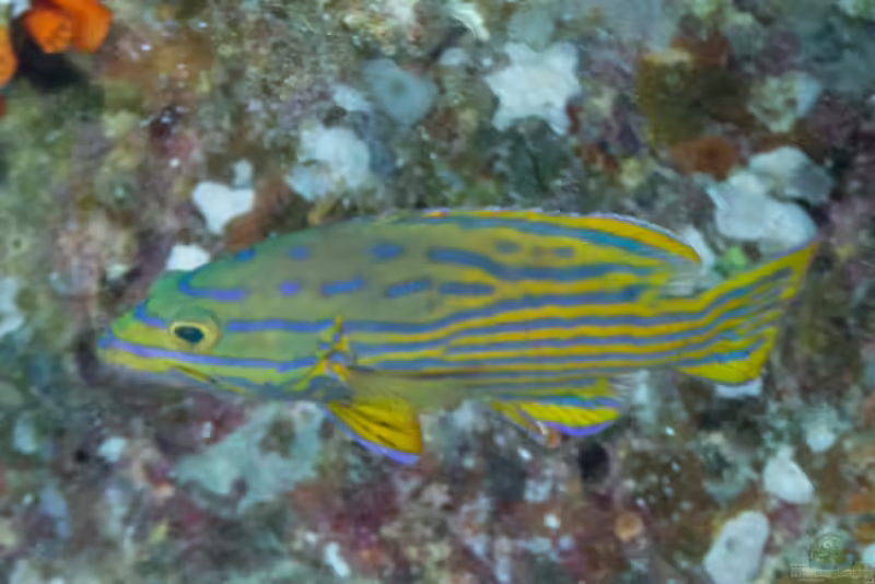 Cephalopholis polleni im Aquarium halten (Einrichtungsbeispiele für Harlekin Zackenbarsch)