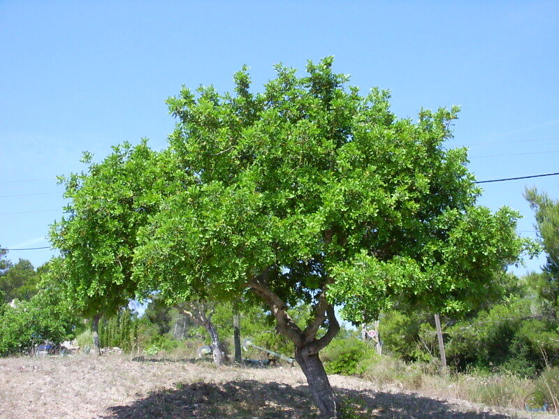 Ceratonia siliqua im Garten pflanzen (Einrichtungsbeispiele mit Johannisbrotbaum)