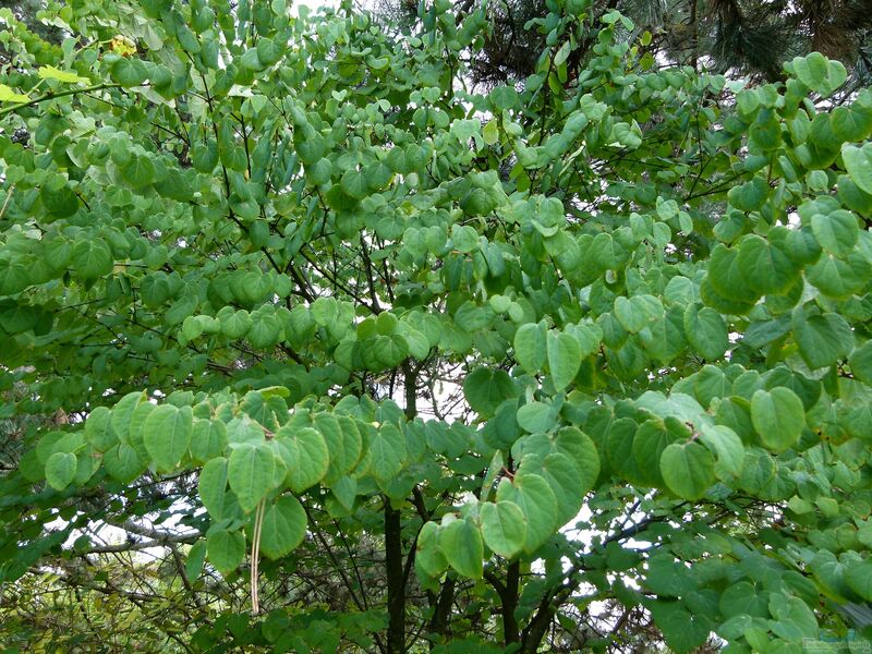 Cercidiphyllum japonicum im Garten pflanzen (Einrichtungsbeispiele mit Japanischer Kuchenbaum)