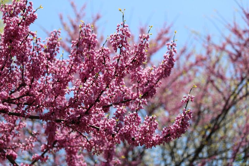 Cercis canadensis im Garten pflanzen (Einrichtungsbeispiele mit Kanadischer Judasbaum)