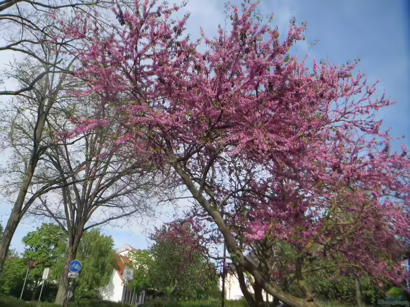 Cercis siliquastrum im Garten pflanzen (Einrichtungsbeispiele mit Gewöhnlicher Judasbaum)