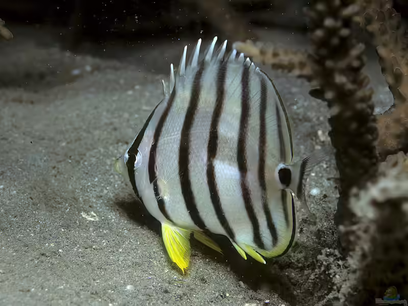 Chaetodon octofasciatus im Aquarium halten (Einrichtungsbeispiele für Achtbinden-Falterfisch)