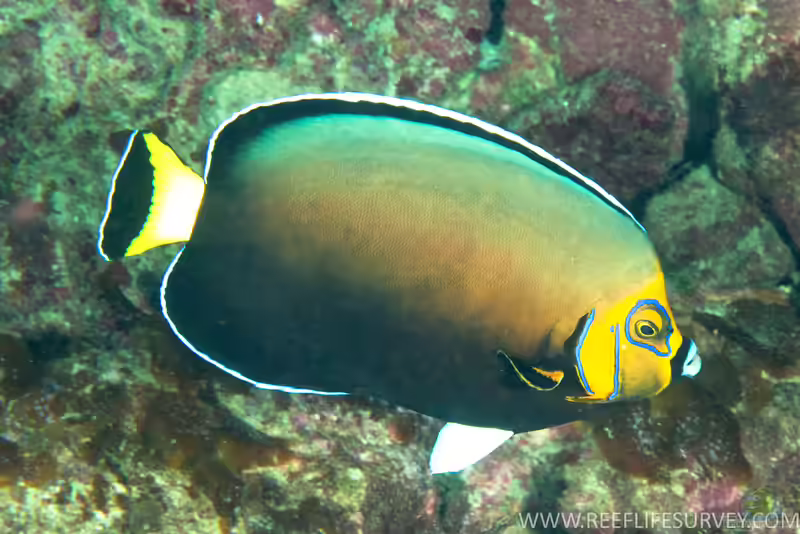 Chaetodontoplus conspicillatus im Aquarium halten (Einrichtungsbeispiele für Kragen-Samtkaiserfisch)