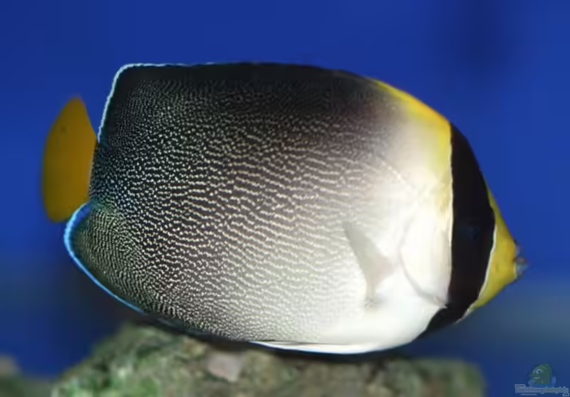Chaetodontoplus mesoleucus im Aquarium halten (Einrichtungsbeispiele für Mond-Samtkaiserfisch)