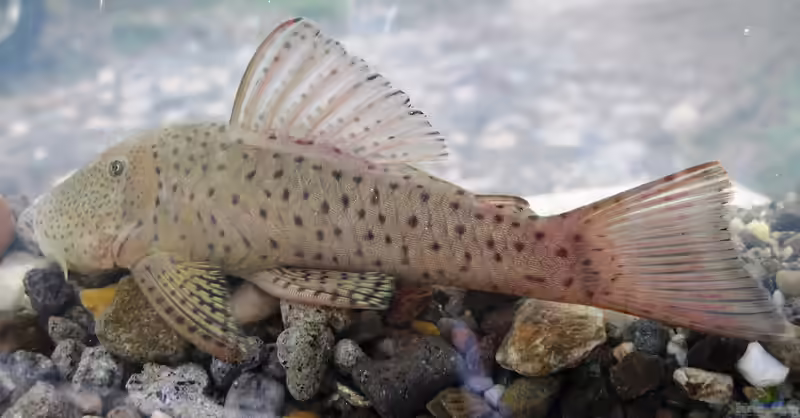 Chaetostoma milesi im Aquarium halten (Einrichtungsbeispiele für Gepunkteter Gebirgsbachharnischwels)