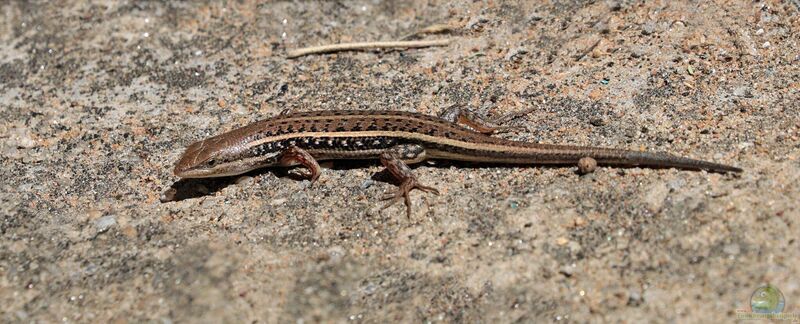 Chalcides sepsoides im Terrarium halten (Einrichtungsbeispiele mit Iberische Schildechsen)