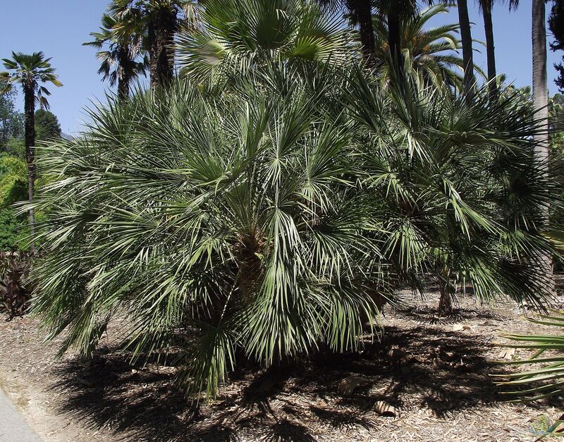 Chamaerops humilis im Garten pflanzen (Einrichtungsbeispiele mit Grüne Zwergpalme)