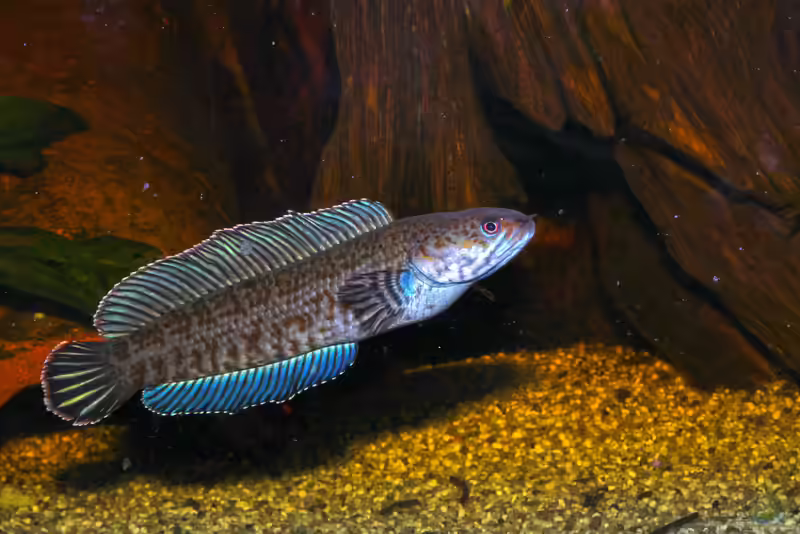 Channa andrao im Aquarium halten (Einrichtungsbeispiele für Neonblauer Zwergschlangenkopf)