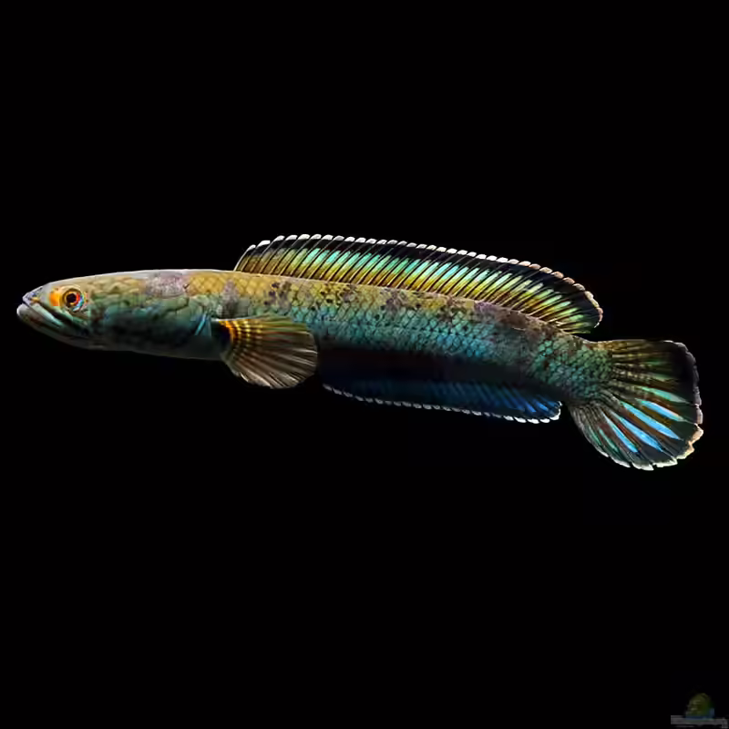 Channa pardalis im Aquarium halten (Einrichtungsbeispiele für Leopard-Schlangenkopffisch)