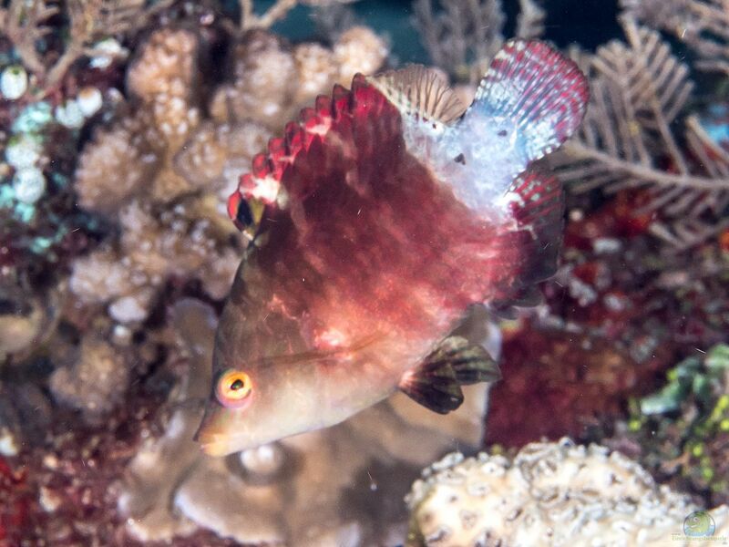 Cheilinus oxycephalus im Aquarium halten (Einrichtungsbeispiele für Spitzkopf-Prachtlippfisch)