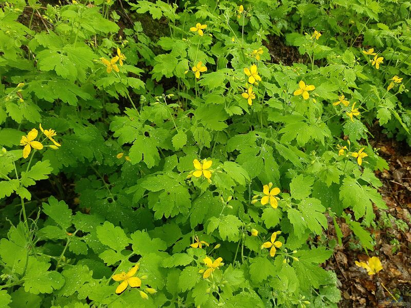 Chelidonium majus im Garten pflanzen (Einrichtungsbeispiele mit Schöllkraut)