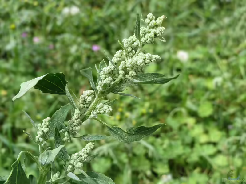 Chenopodium album im Garten pflanzen (Einrichtungsbeispiele mit Weißer Gänsefuß)