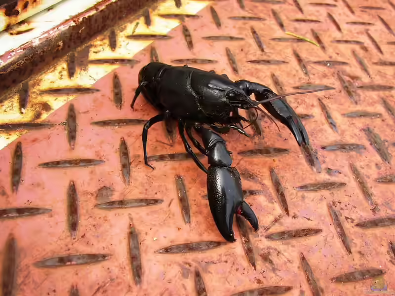Cherax preissii im Aquarium halten (Einrichtungsbeispiele für Blauschwarzer Australier)