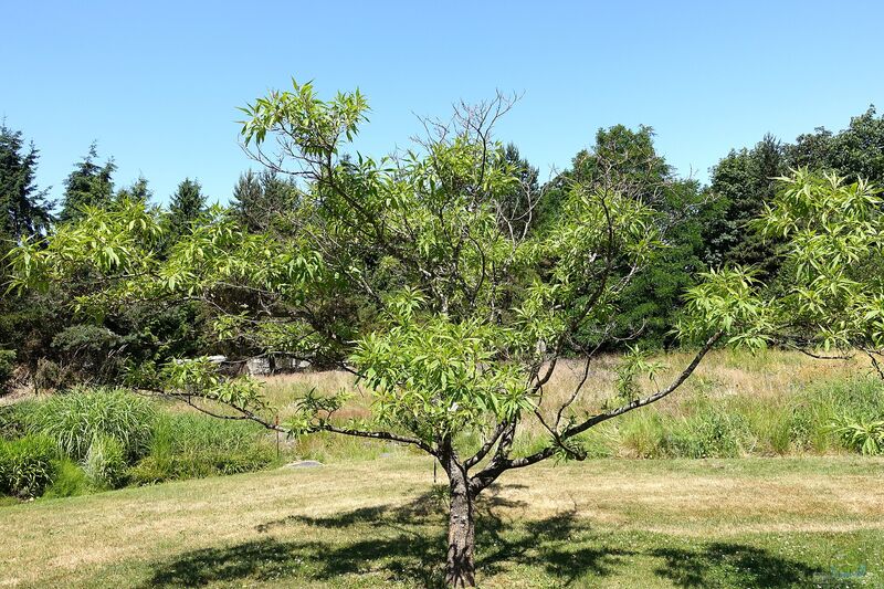 Chitalpa tashkentensis im Garten pflanzen (Einrichtungsbeispiele mit Schmalblättriger Trompetenbaum)