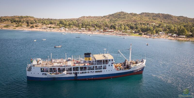 Die Insel Chizumulu im Malawisee(Einrichtungsbeispiele mit Buntbarschen von Chizumulu)