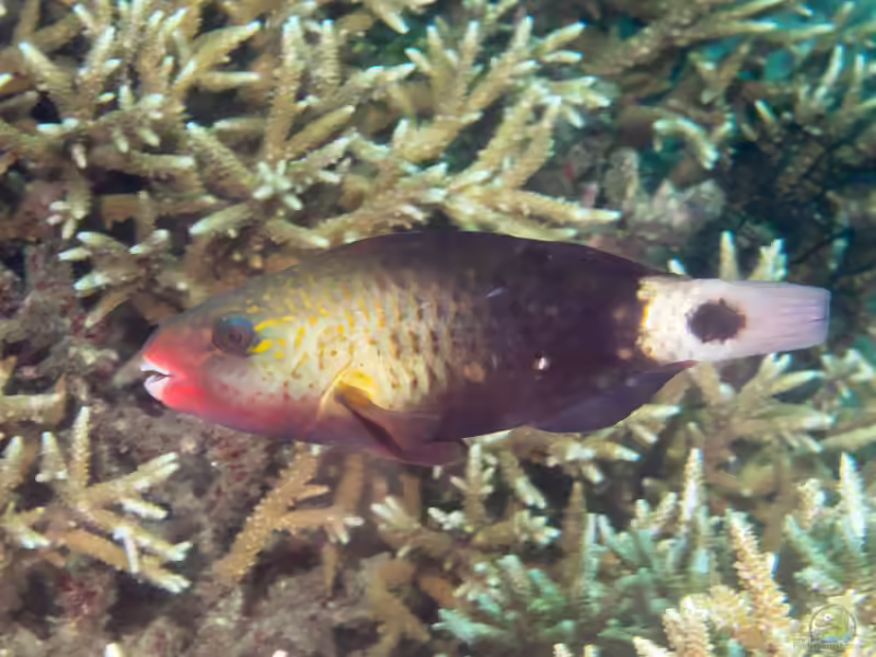 Chlorurus sordidus im Aquarium halten (Einrichtungsbeispiele für Kugelkopf-Papageifisch)