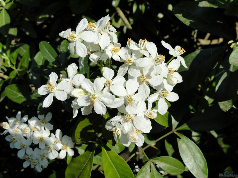 Choisya ternata im Garten pflanzen (Einrichtungsbeispiele mit Orangenblume)