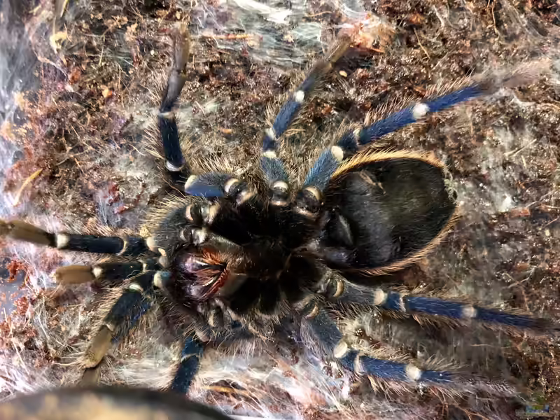 Chromatopelma cyaneopubescens halten (Einrichtungsbeispiele für Cyaneopubescens Vogelspinnen)