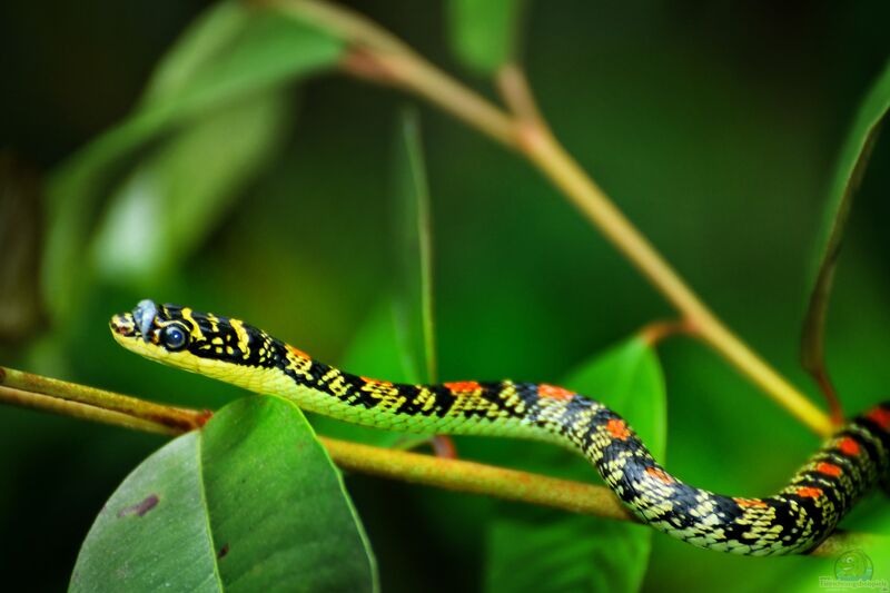 Chrysopelea ornata im Terrarium halten (Einrichtungsbeispiele mit Paradies-Baumschlange)