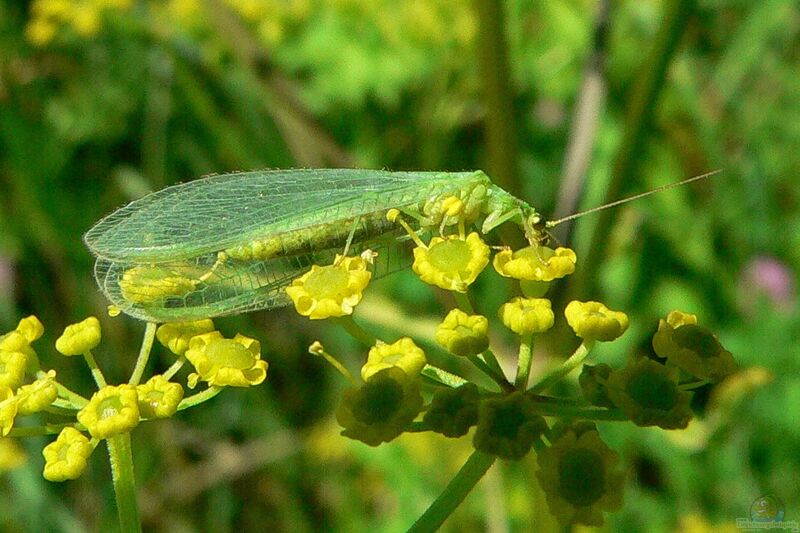 Chrysoperla carnea im Garten (Einrichtungsbeispiele mit Florfliege)