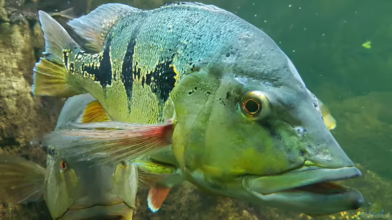 Cichla orinocensis im Aquarium halten (Einrichtungsbeispiele für Augenfleck-Kammbuntbarsche)