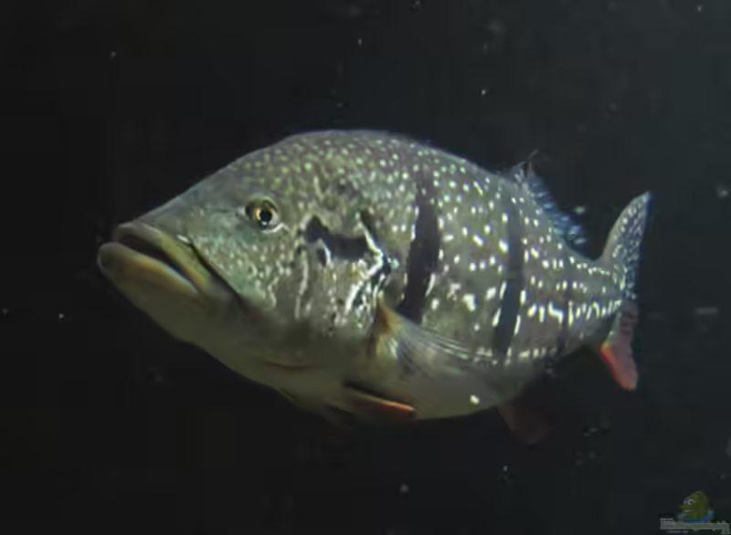 Cichla temensis im Aquarium halten (Einrichtungsbeispiele für Humboldt-Kammbuntbarsche)