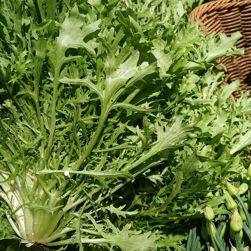 Cichorium endivia im Garten pflanzen (Einrichtungsbeispiele mit Endivie)