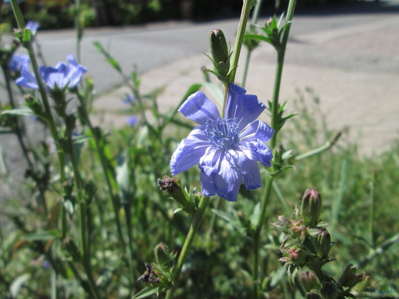 Cichorium intybus im Garten pflanzen (Einrichtungsbeispiele mit Wegwarte)